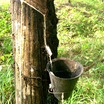 Фото каучукового дерева