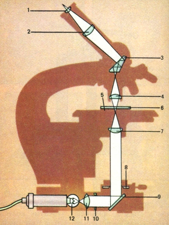 Микроскоп: 1 и 2 - окуляр; 3 - призма; 4 - объектив;5 - предметный столик; 6 - препарат; 7 - конденсор; 8 и 10 - диафрагма; 9 зеркало; 11 - линза; 12 лампа.