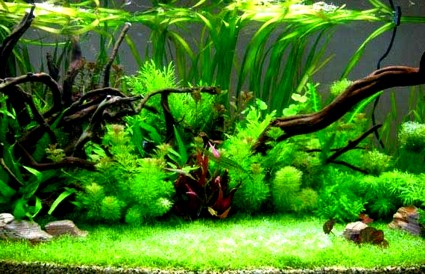 Фотография водяных растений в аквариуме